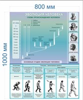 Стенд Эволюция человека размер 800 х 1000мм, ПВХ-3мм 05732