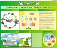 Стенд Экология. Организация и функционирование сообществ 1200 х 1000 мм пластик 3 мм 1 карман А4