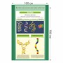 Стенд "Химический состав клетки" пластик 3 мм размер 1000 х 1500 мм